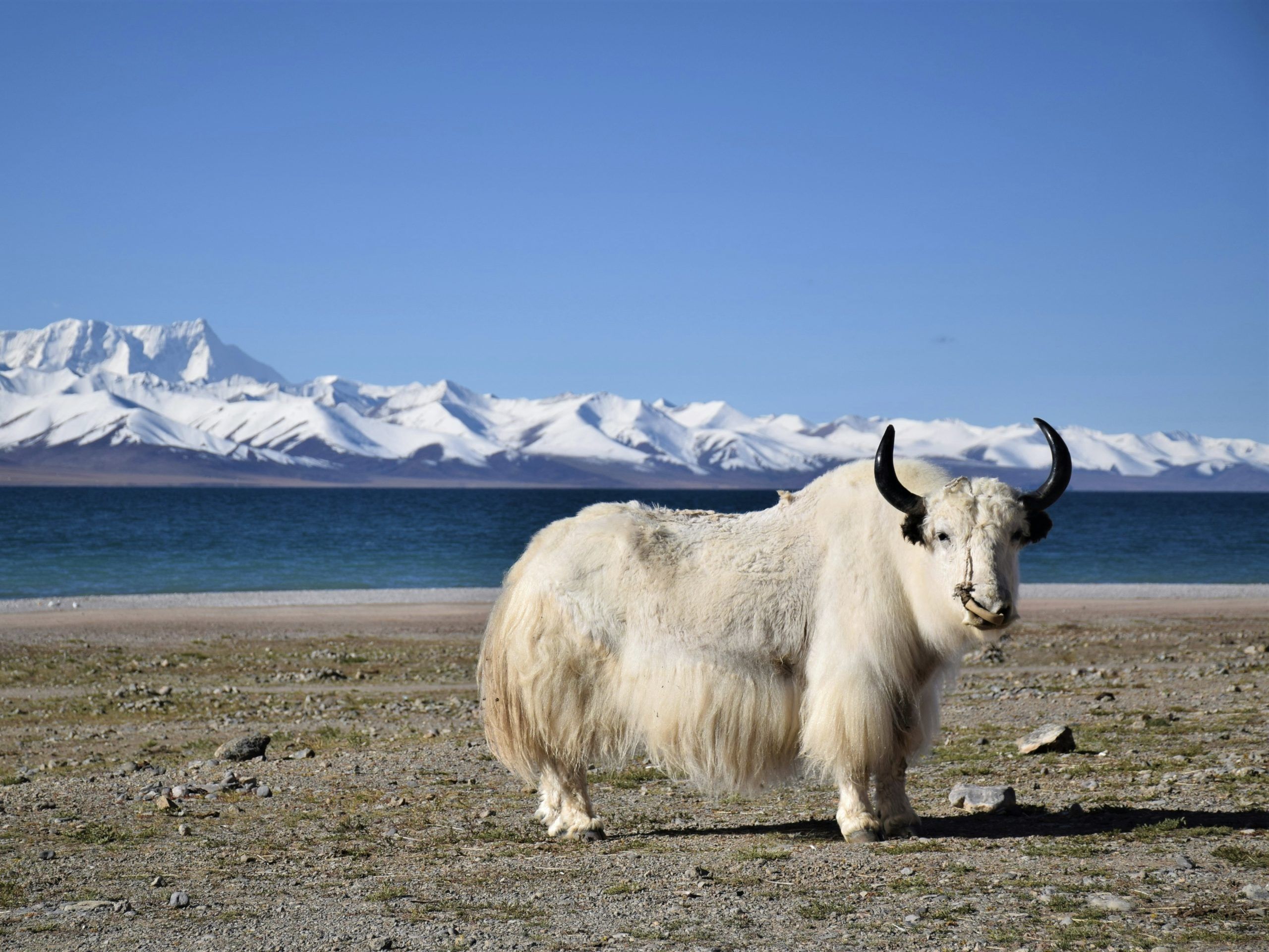 popular destinations tibet